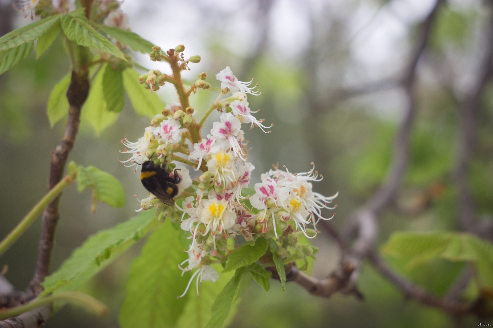 October 1 - My, Autumn, Bumblebee