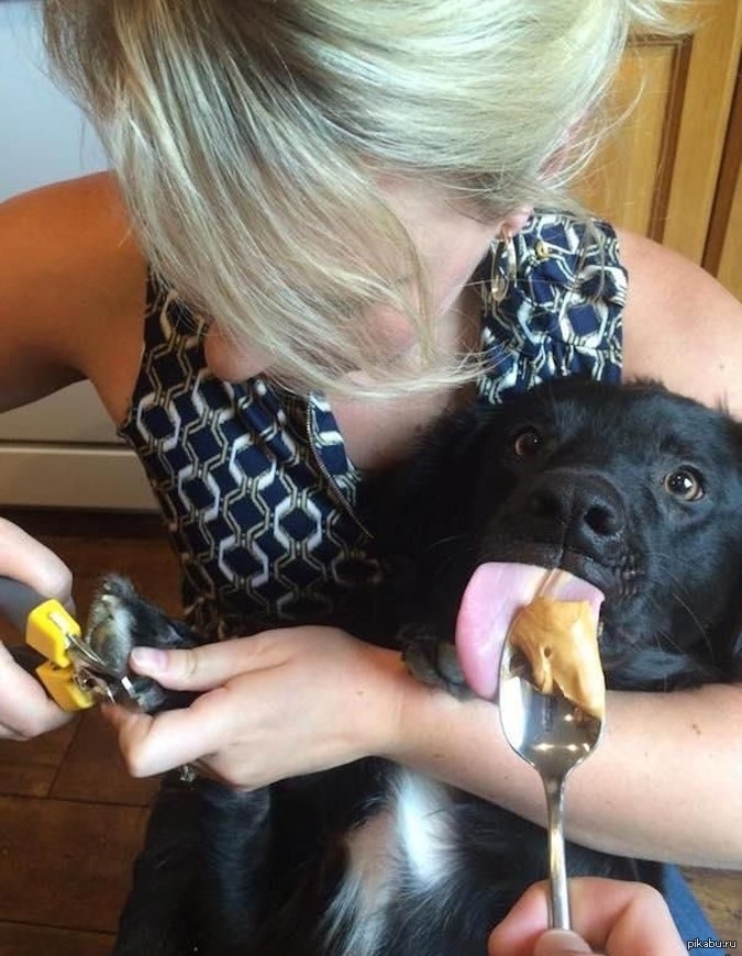 Дрессировщик собак. Как отвлечь собаку. Правила при нападении собаки. Как отвлечь собаку. Дрессировщик собак.