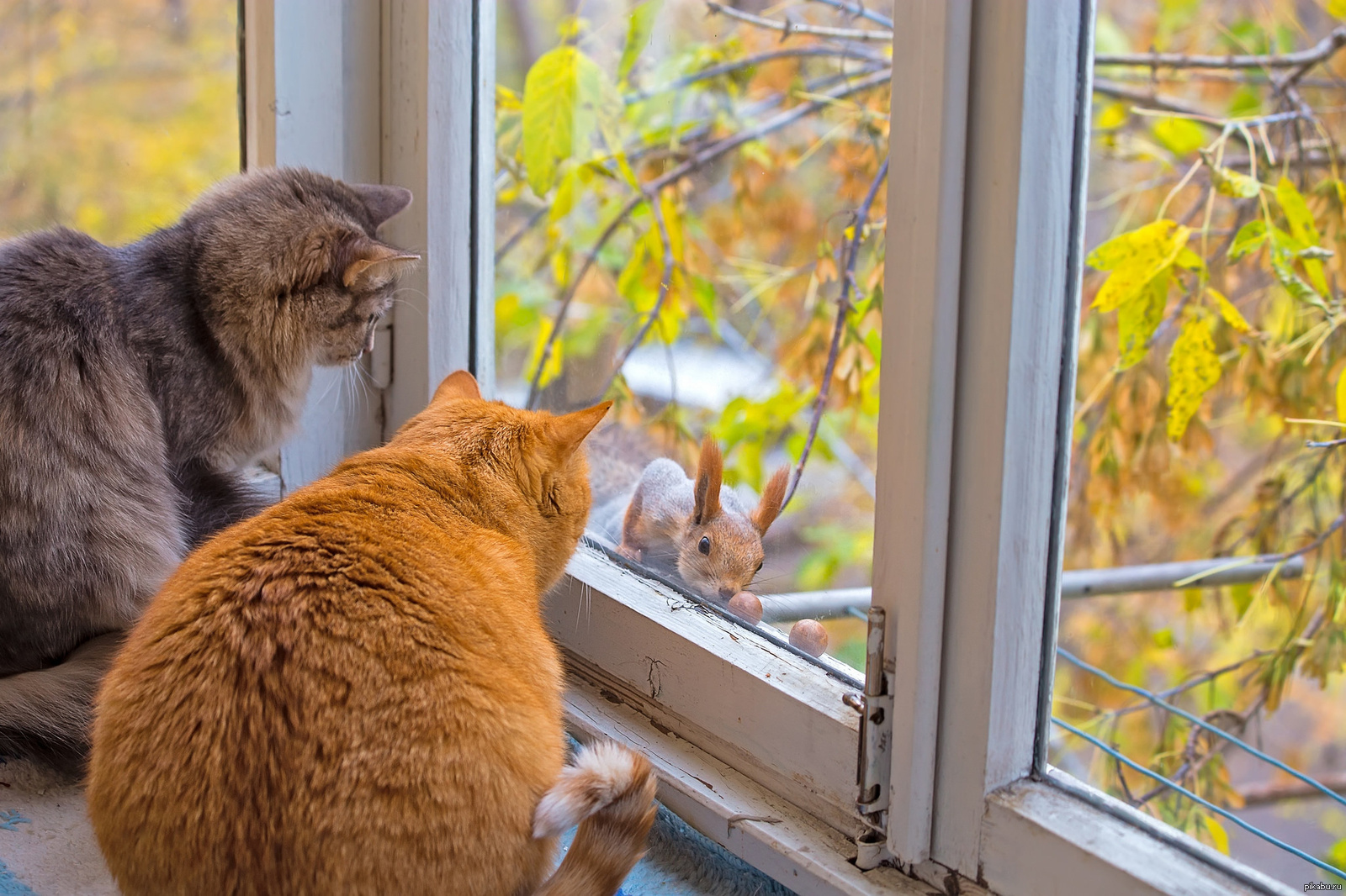 Белковое окно. Кот на окне. Коты в окне. Кошки на окошке. Рыжий кот на подоконнике.