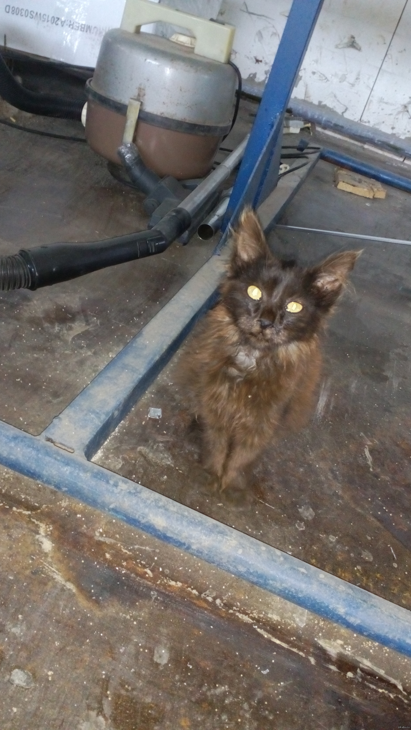 помогите пристроить котенка | Пикабу