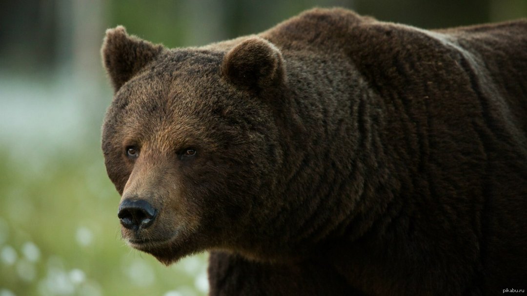 Медведь басс. Бурый медведь самец. Медведь фото. Картинки на рабочий стол медведь. Бурая Медведица.