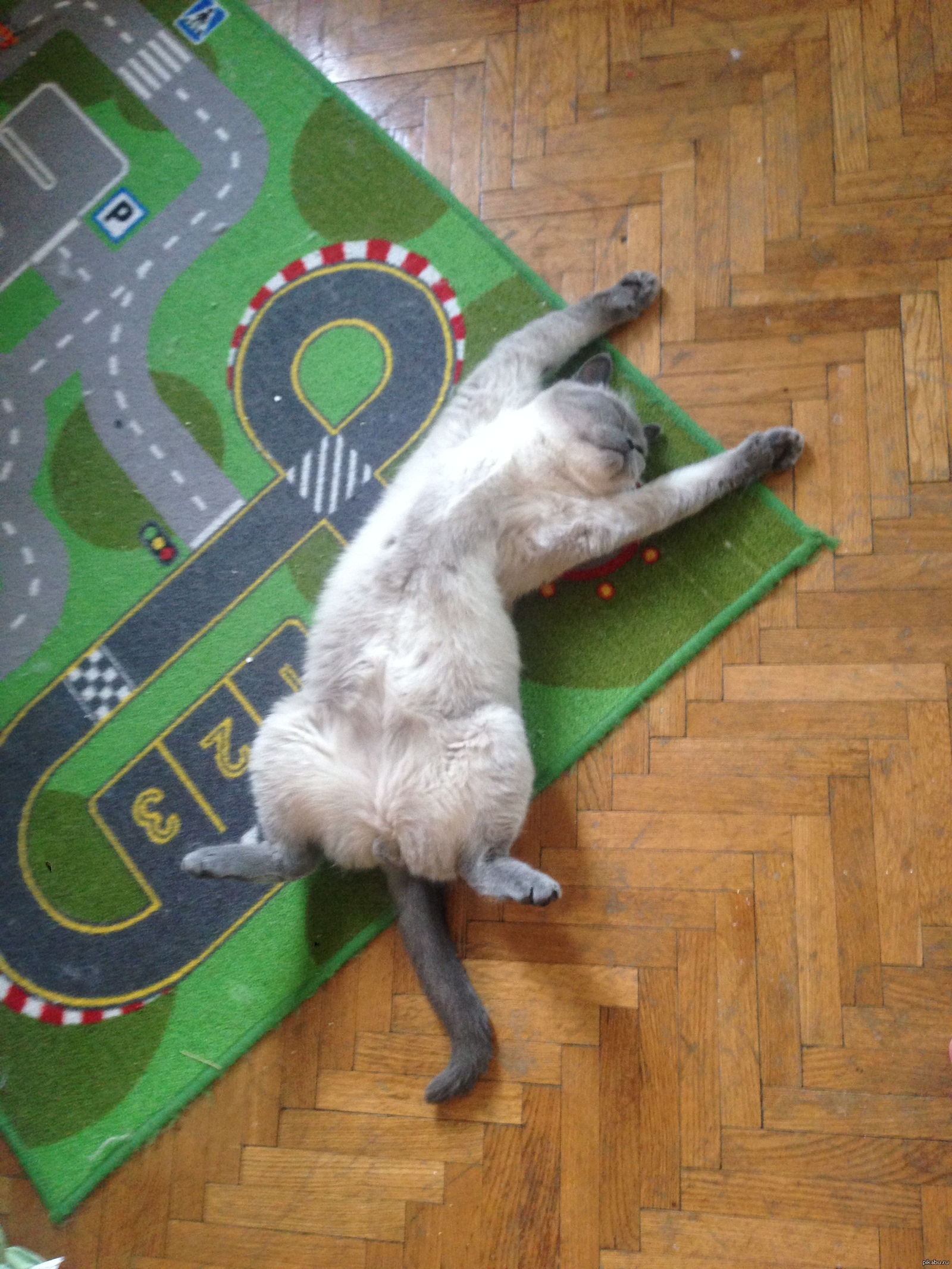 Спящий кот | Пикабу