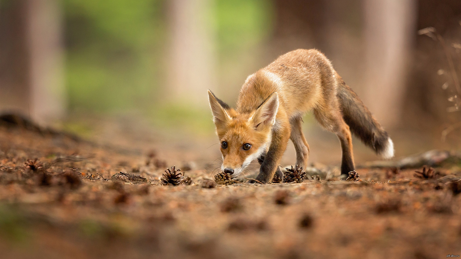 Red foxes сайт. Лис Лисыч. «Лиса в лесу». Лис на фоне леса. Фон для рабочего стола лиса.