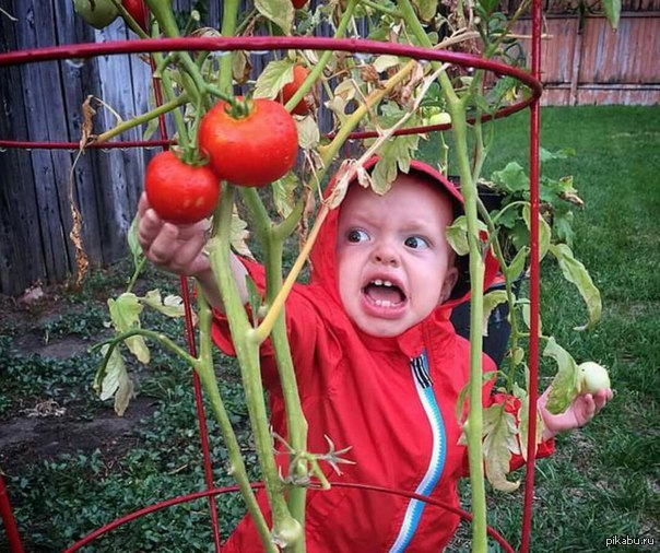 Смешной помидор. Помидоры в огороде. Смешной томат. Детки на даче.