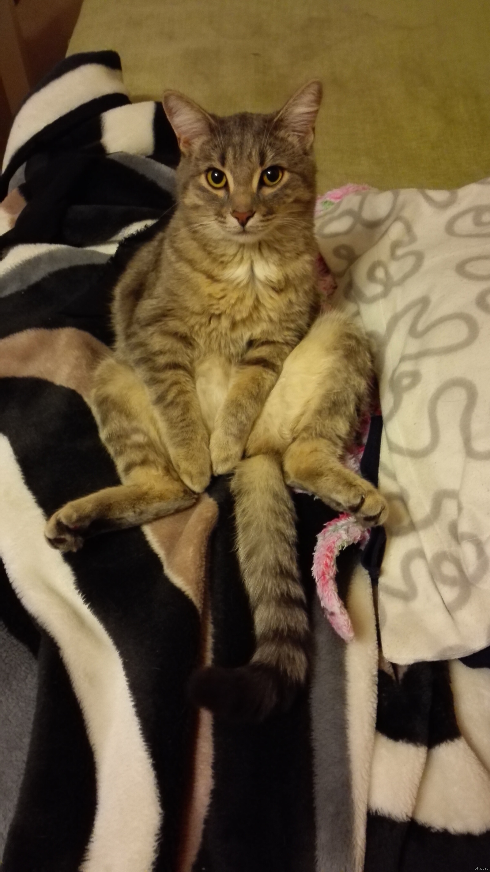 Когда чот приуныл | Пикабу