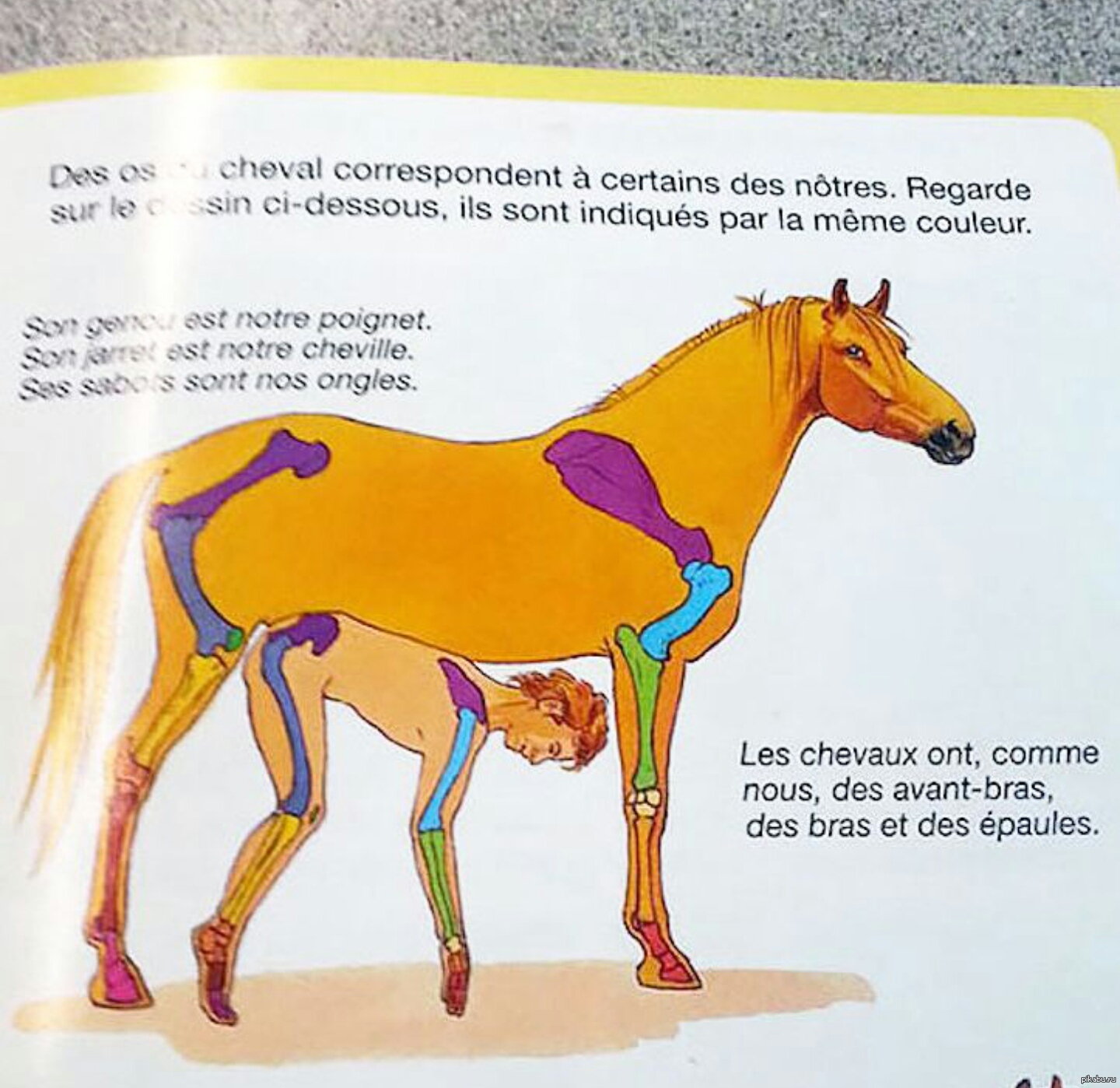 Literotica Horse