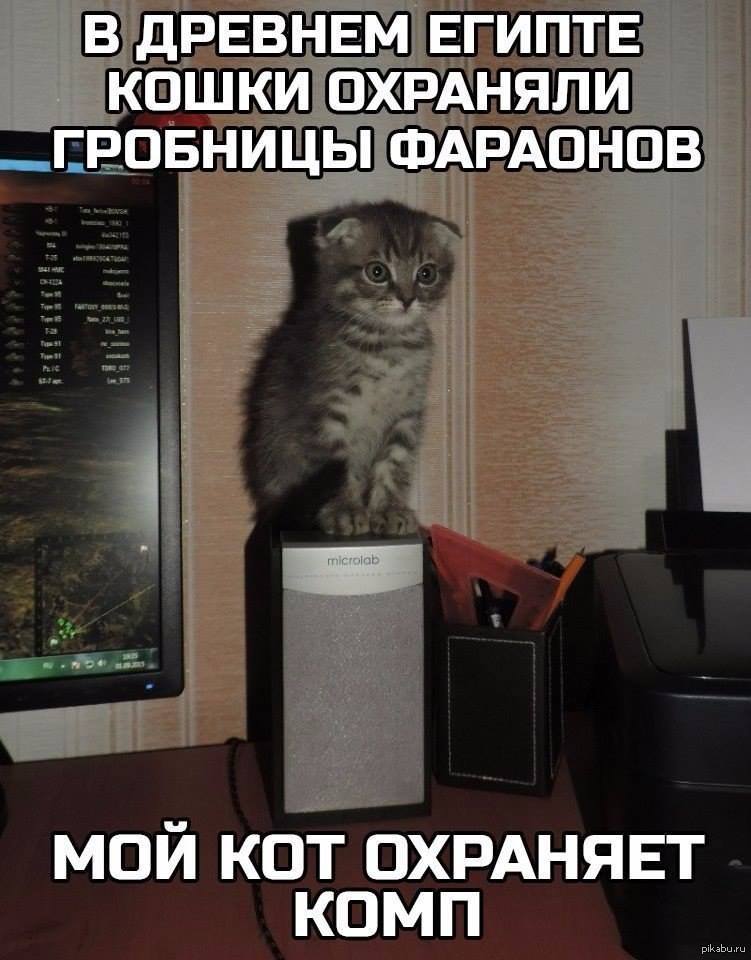 Кошка полицейский. Кот хамфри. О правильном отношении с кошечками. Как охраняют кошек. Как охраняют кошек.