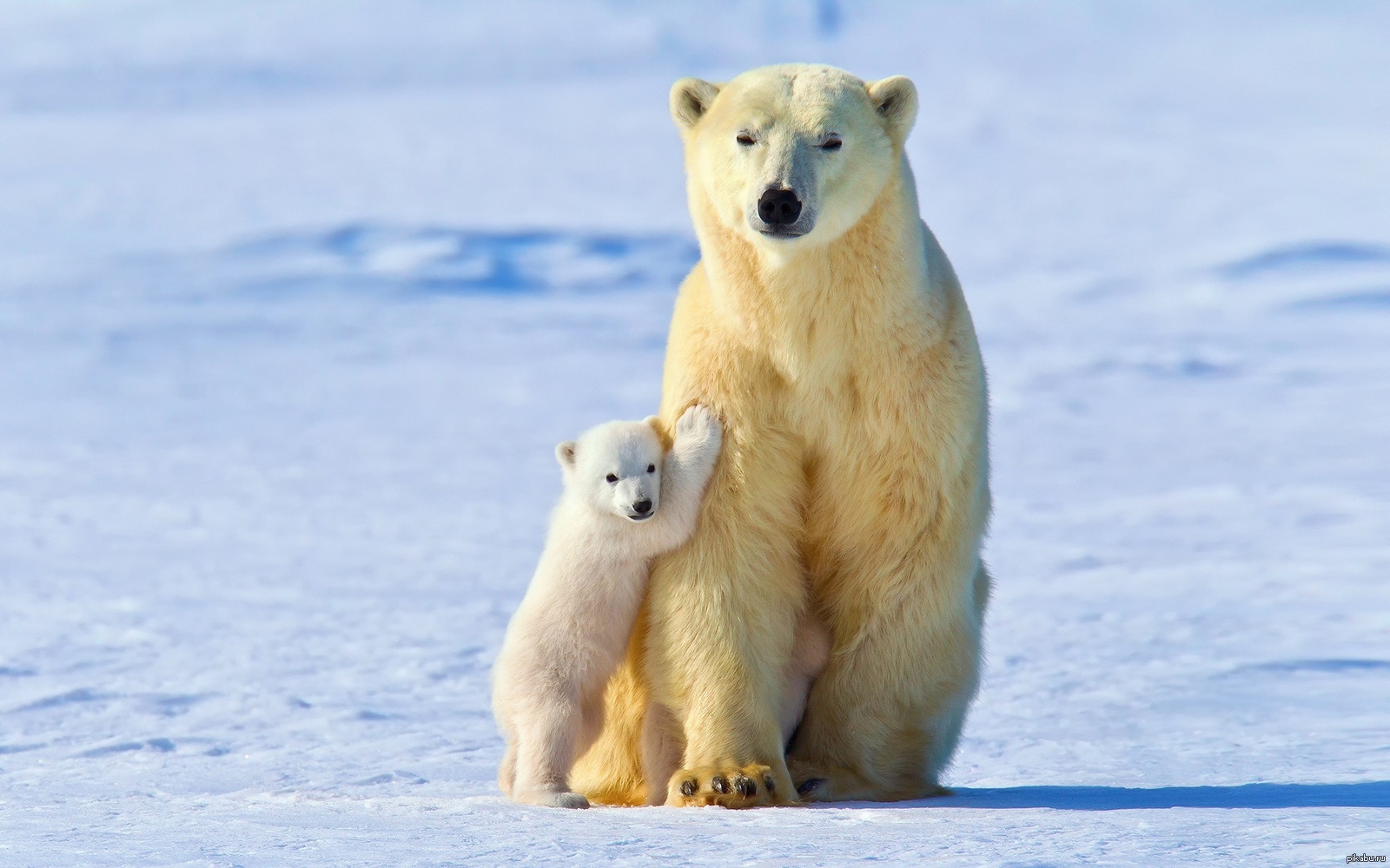 Ve bear. Белый медведь. Белый медведь с медвежатами. Белая Медведица с медвежонком. Детеныш белого медведя.