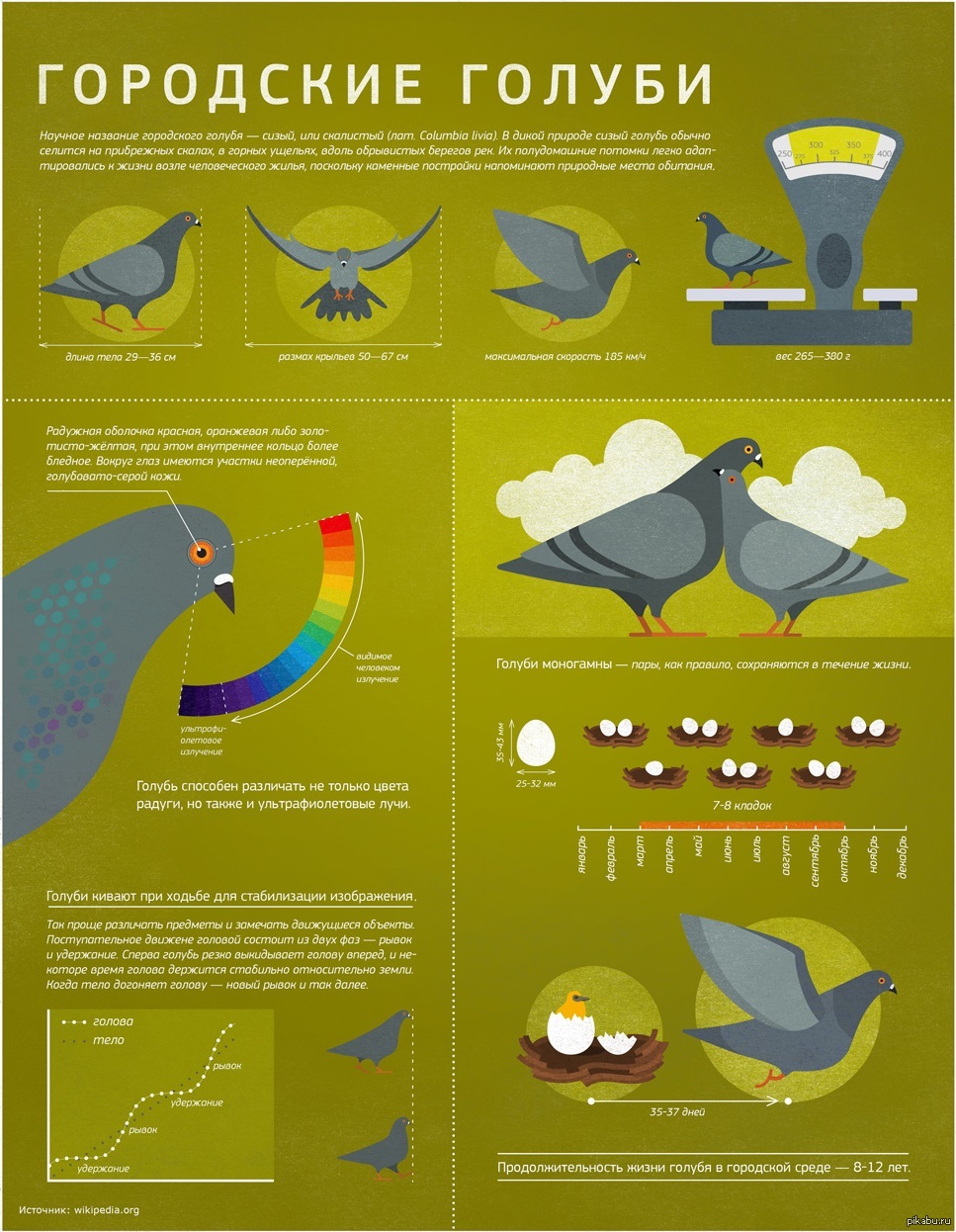 Почему голуби кивают головой при ходьбе. Птицы инфографика. Инфографика голубь. Виды птиц инфографика. Продолжительность жизни голубя городского.