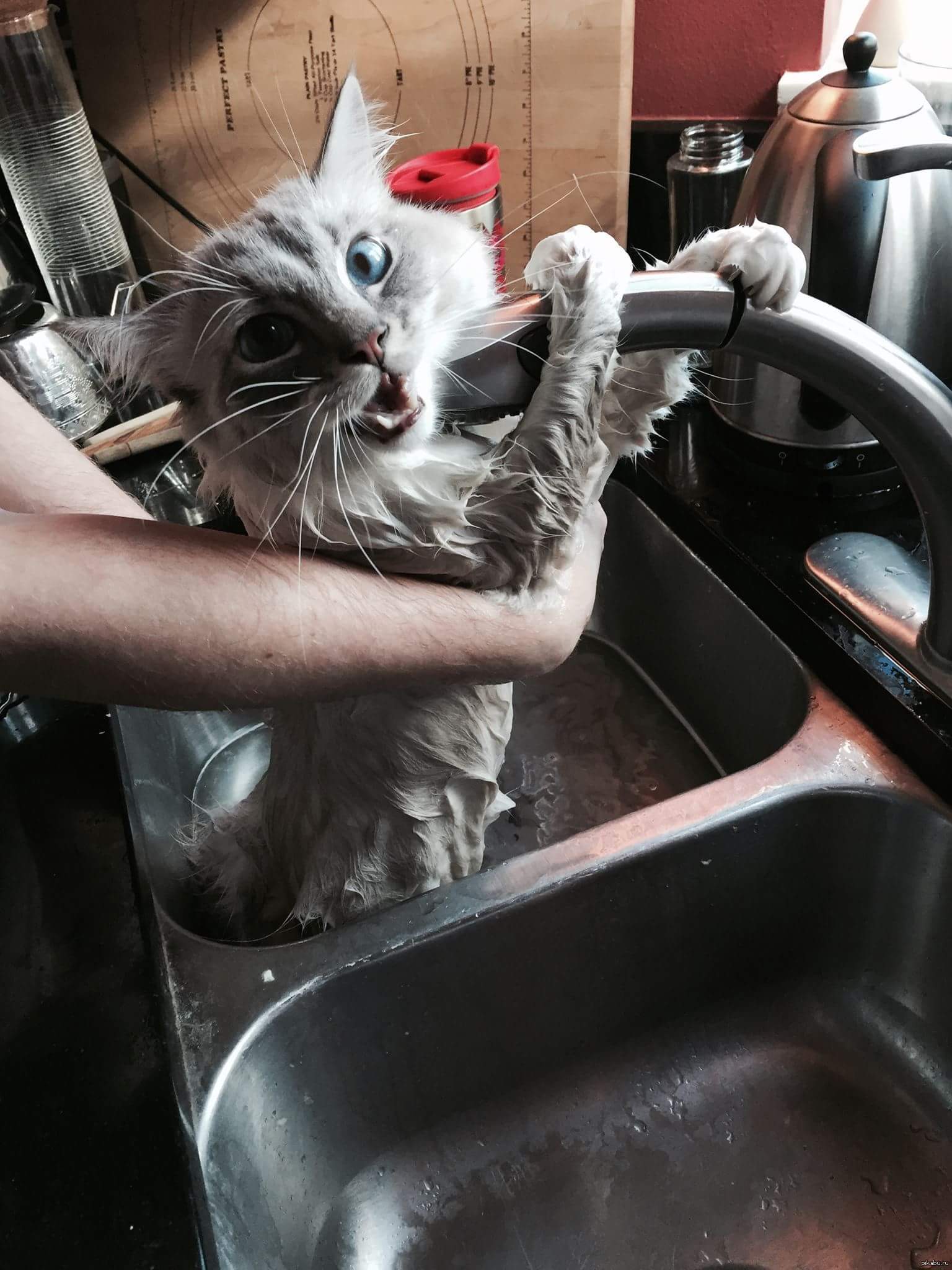 Совсем обнаглел. Кот моется в раковине. Смешные мытые коты. Мытье кота. Помытый кот смешной.