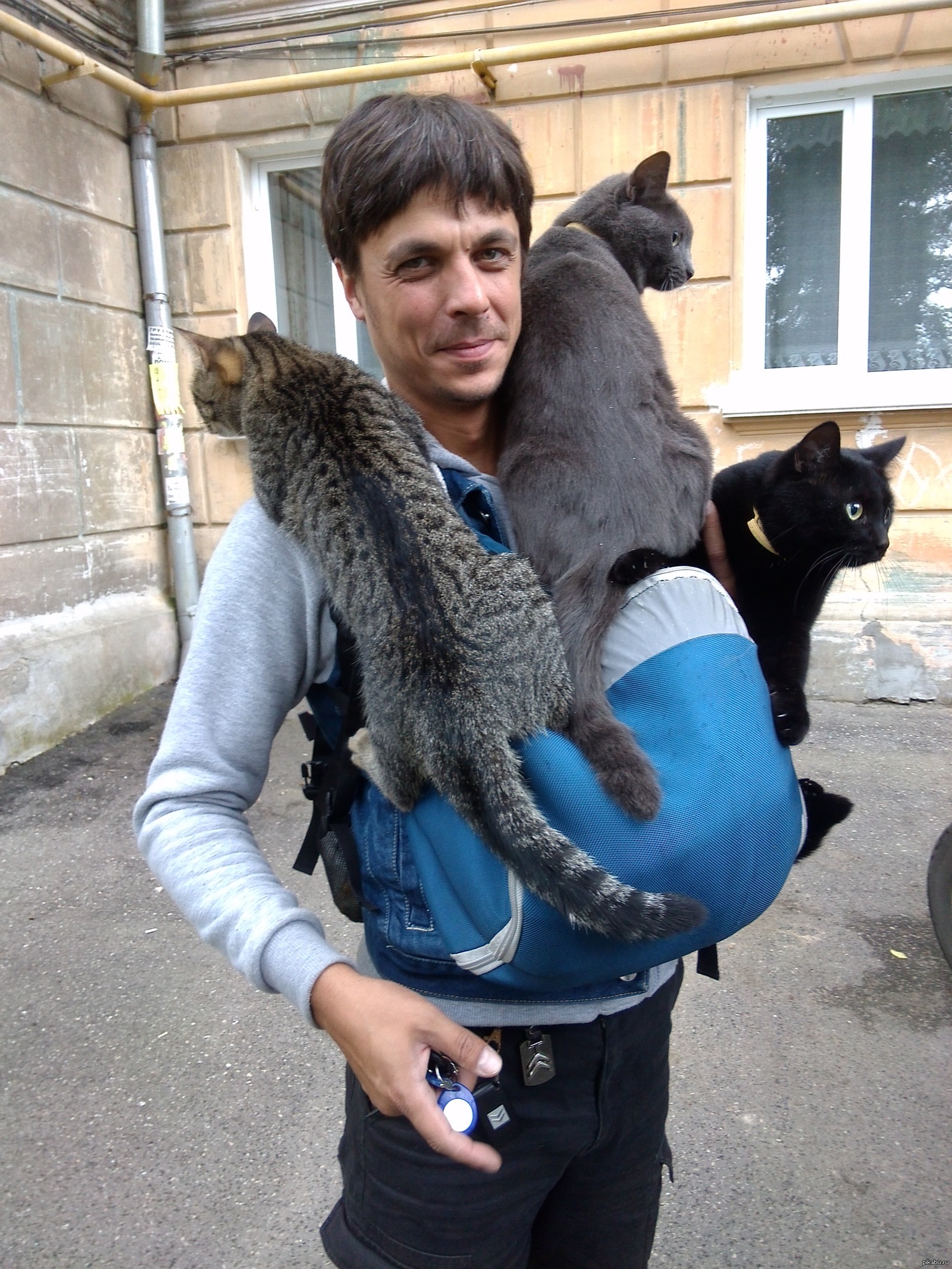 котов на дачу | Пикабу
