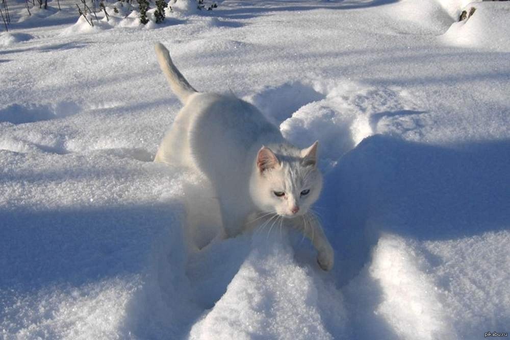 Полюбил бы я зиму да. Кот зимой. Кот в снегу. С последним днем зимы. Кот снежок.