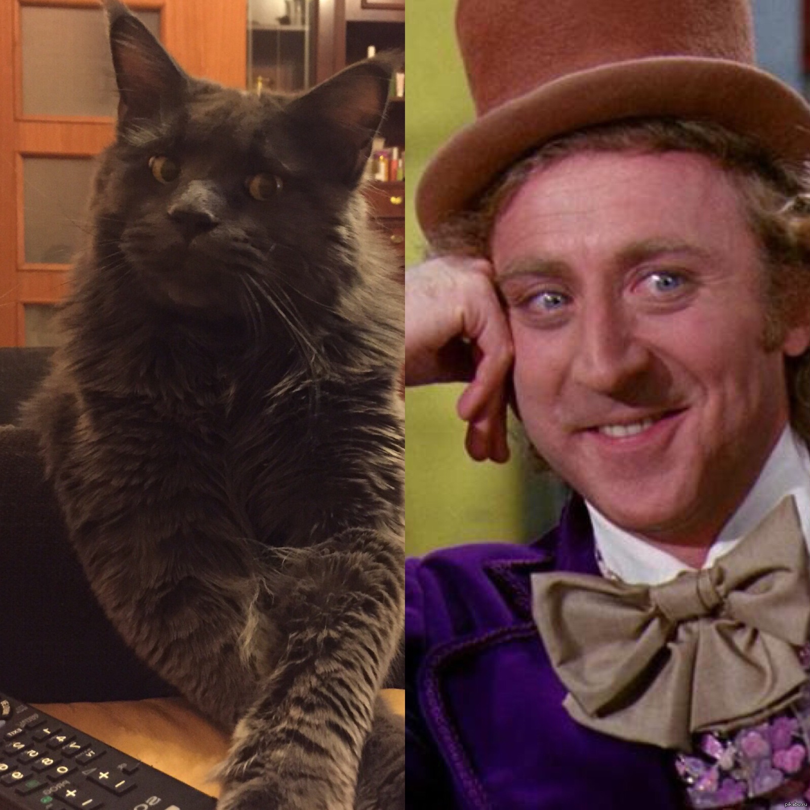 морда кота напомнила | Пикабу