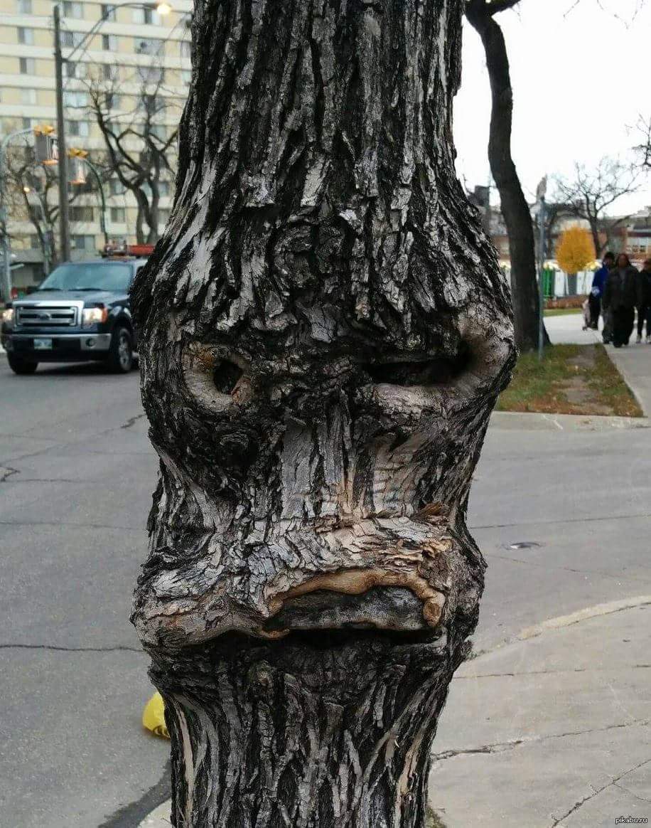 Смешные деревья