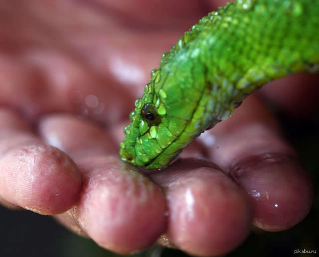 Змея пьет воду. Зеленая змея. Зеленая змея на руке. Зеленая змейка на руке. Зеленый полоз на руке.