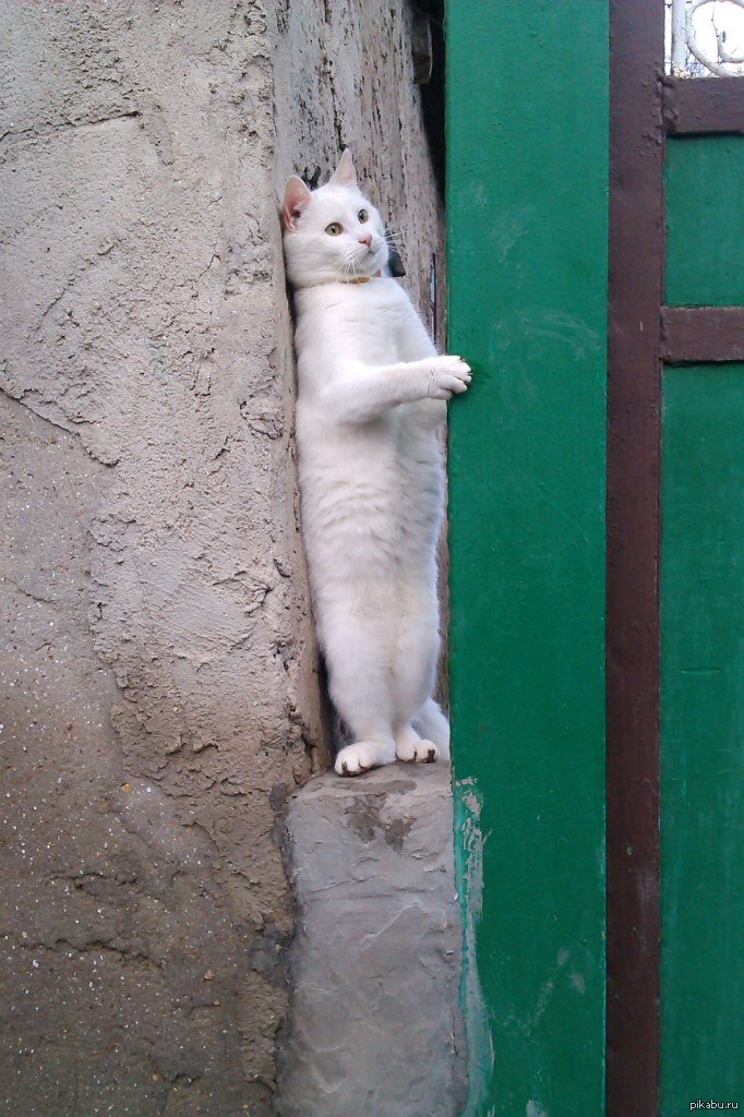 Коты Прячутся Фото