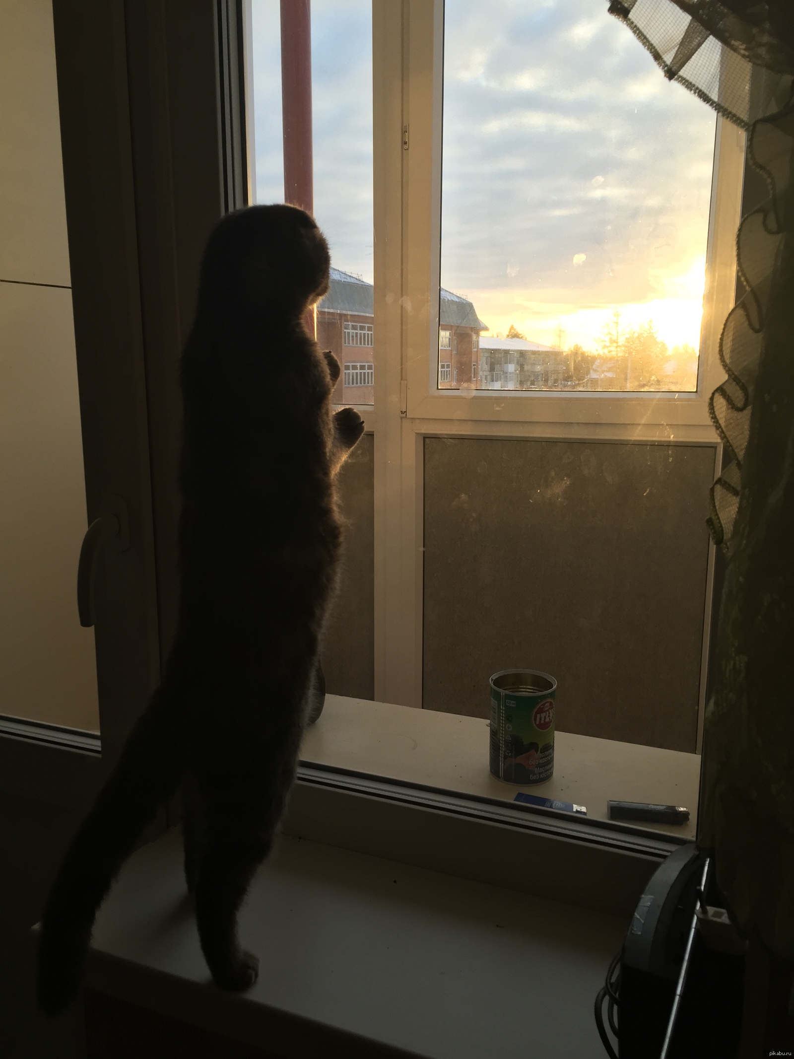 My cat saw the sunset for the first time. - My, cat, My, Rack, Sunset, Scottish lop-eared