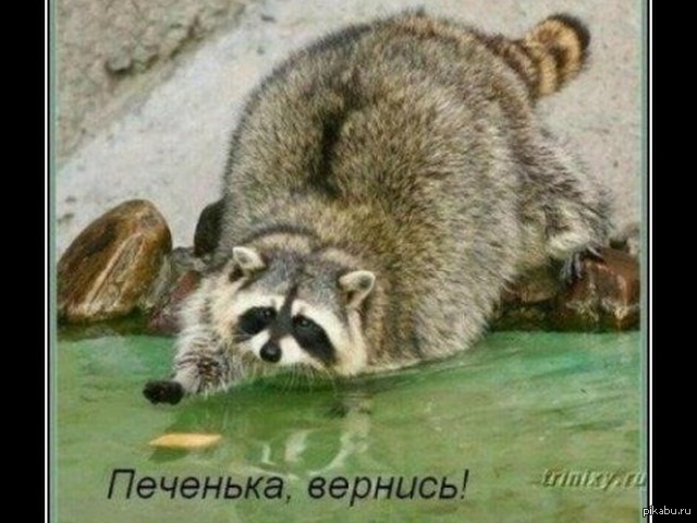 Толстый енот