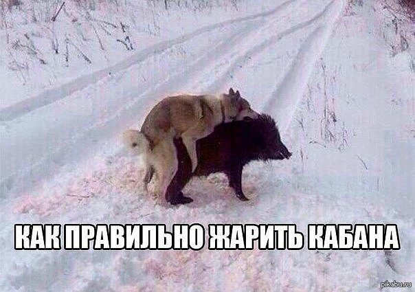 Как правильно жарить утку картинка прикол, картинки рождеством