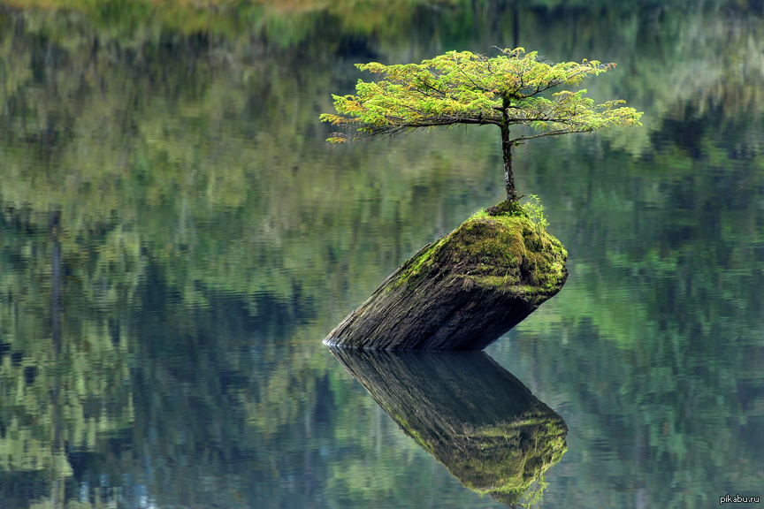 Деревья смотрят в воду