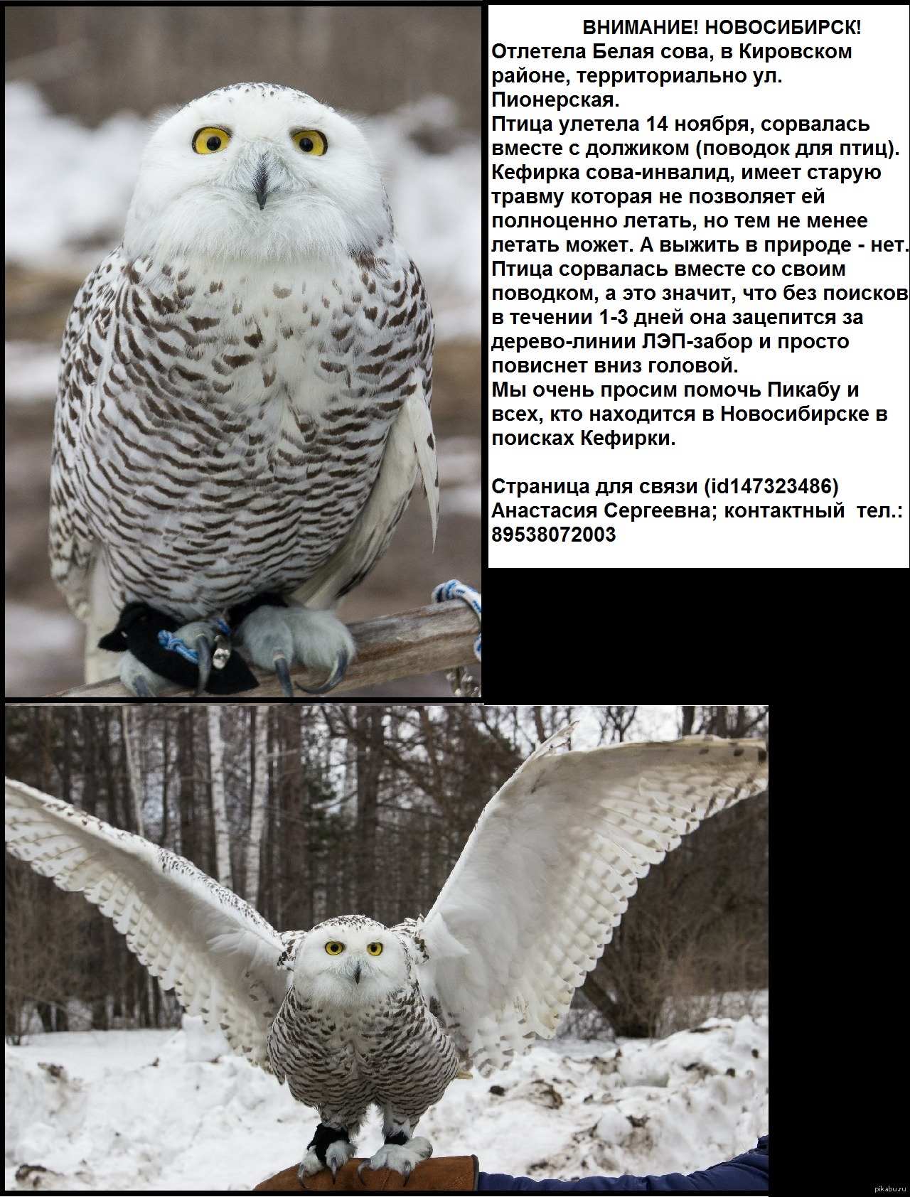 Полярная Сова И Человек