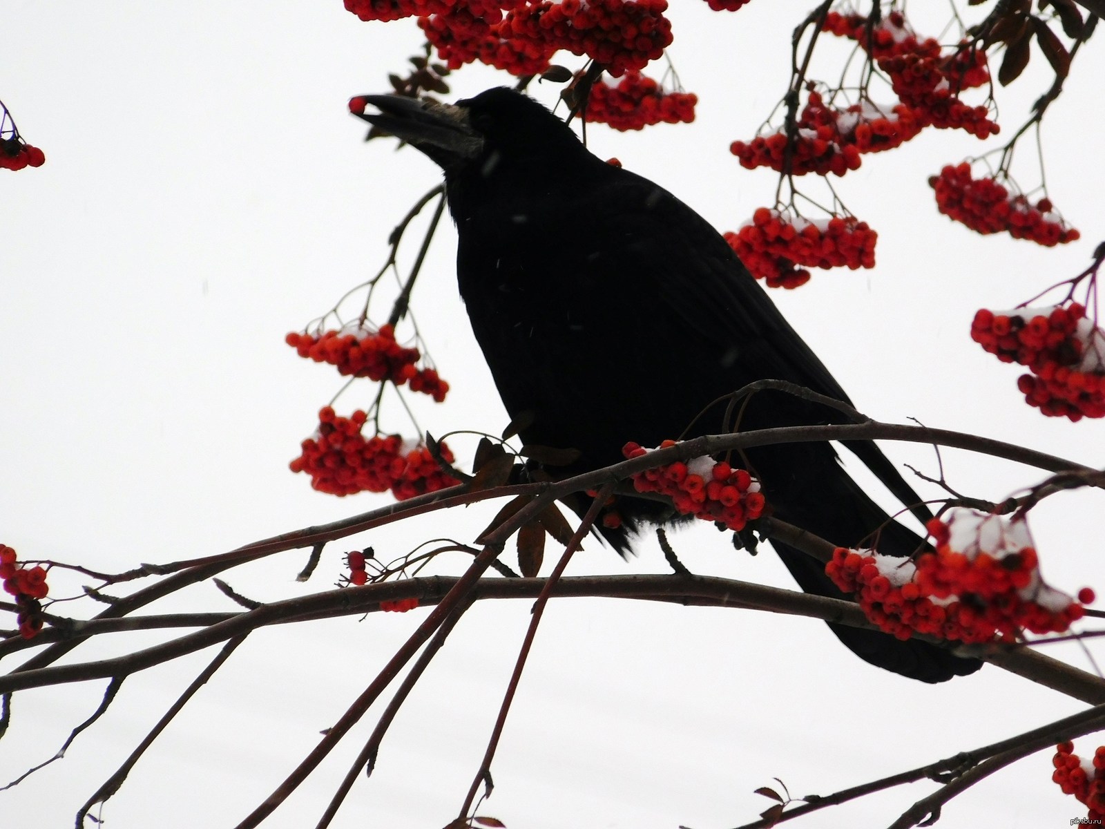 Winter crow. Вороны. Ворон и рябина. Ворона на ветке зимой. Рябина вороны.