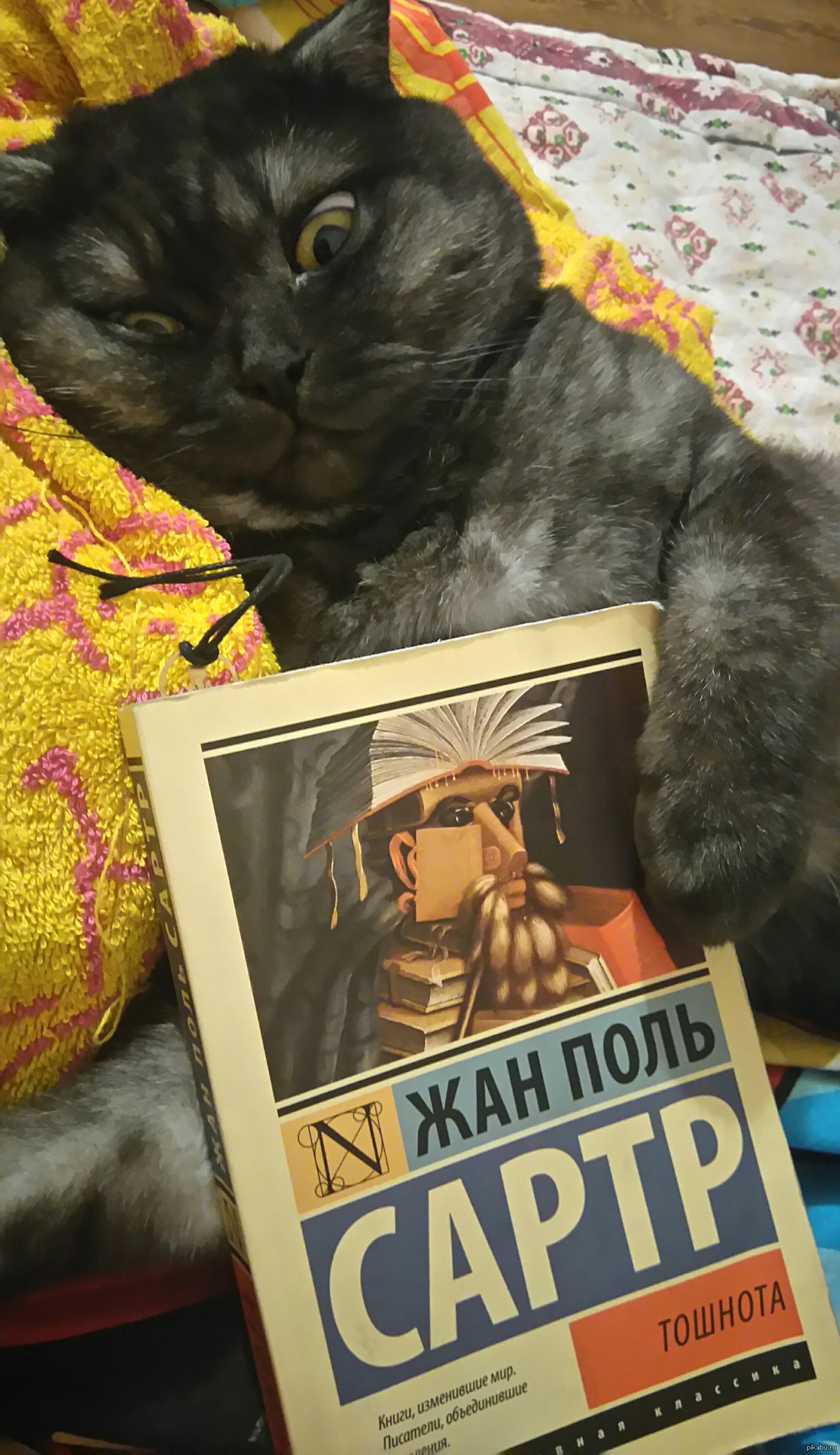 Кот который автор. Кот который автор. Писатели с котами. Натали кот. Кот который автор.