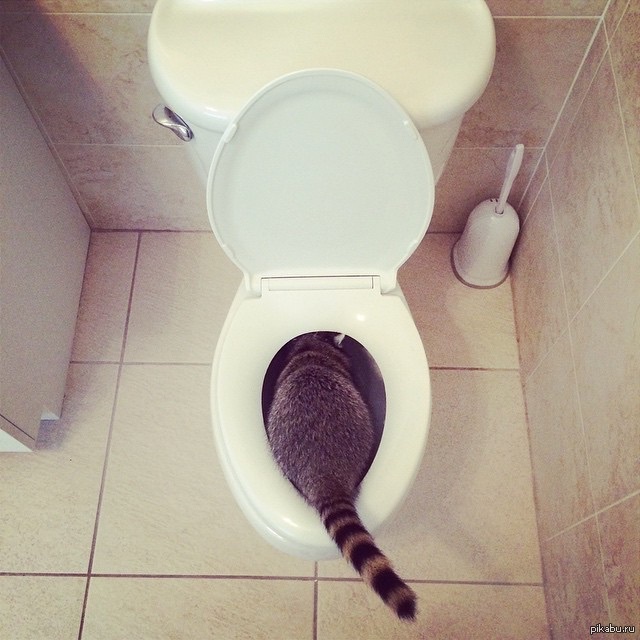 Енот на унитазе. Пухлый енот. Очко енота. Енот какает. Енот в туалете.