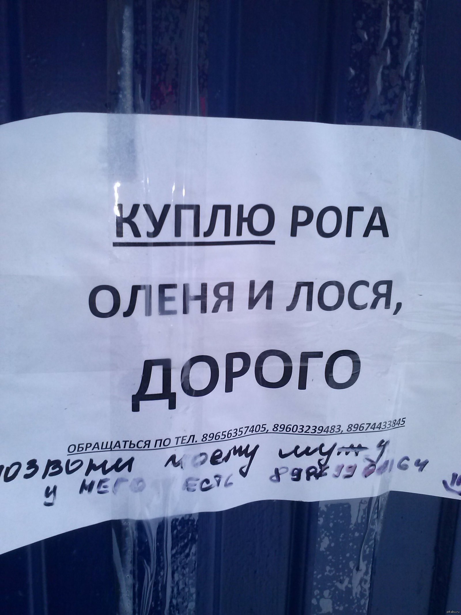 Объявления саранск. Объявление о покупки оленьих рогах. Сайты объявлений Саранск. Реклама о покупке Рогов в газетах.