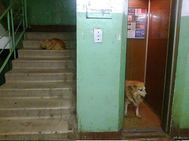 Либо заранее. Кошка и собака в лифте.