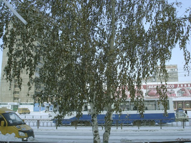 Прогноз погоды березка. Берёза в Магнитогорске. 1990 Года Березка который. Магнитогорск Березки Докучаева 12. Погода береза.