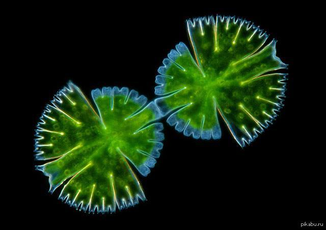 Фитопланктон уровень. Микрастериас водоросль. Одноклеточные харовые водоросли. Ряска Вольфия. Десмидиевые водоросли.