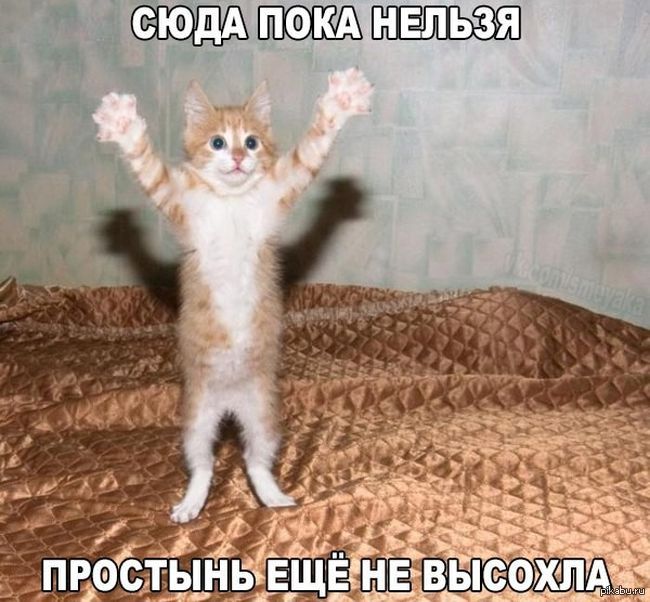 Картинки Котов Без Надписей