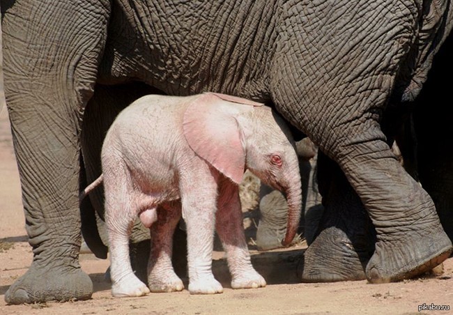 Как выглядит слоновая. Слон альбинос. Слон альбинос в Тайланде. Белый слон альбинос. Белый слон слон альбинос.
