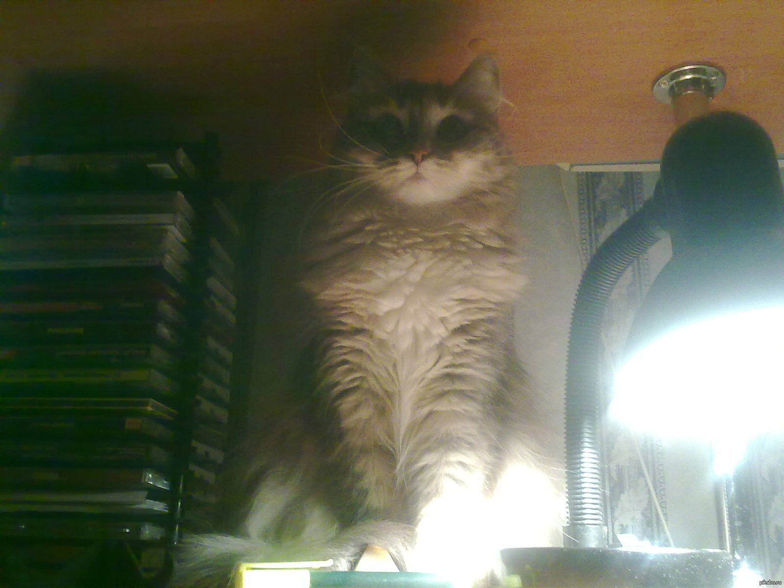 Всем пятничных котиков | Пикабу