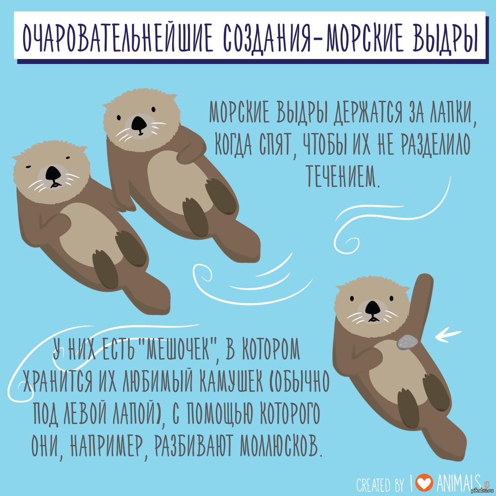 Скороговорка выдра в гетрах в недрах. Стих про выдру. Стишки про выдру. Цитаты про выдру. Детские стихи про выдру.