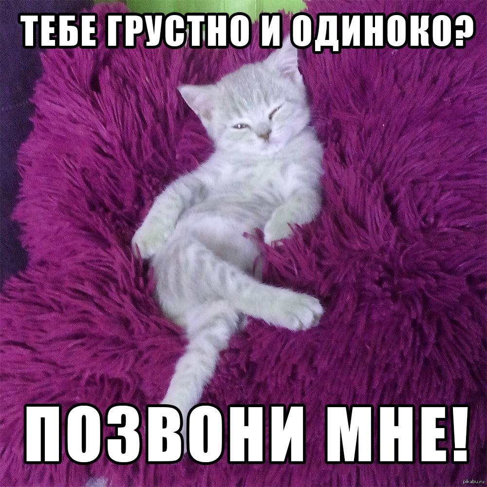 Дай полижу твою. Кот Мем. Смешные картинки. Милые котики с надписями. Мемы с котиками.