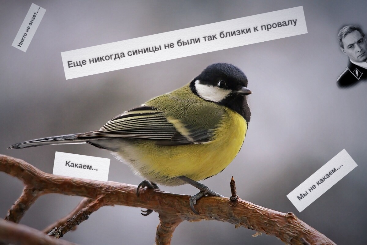 Синицы. Разоблачение | Пикабу