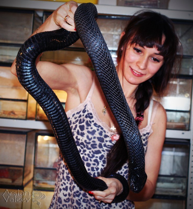Одна из самых красивых наших змей- чёрная плюющаяся кобра | Пикабу