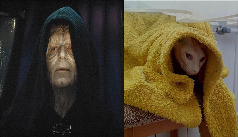 When it's cold the cat cosplays Darth Sidious - My, cat, Star Wars, Emperor Palpatine