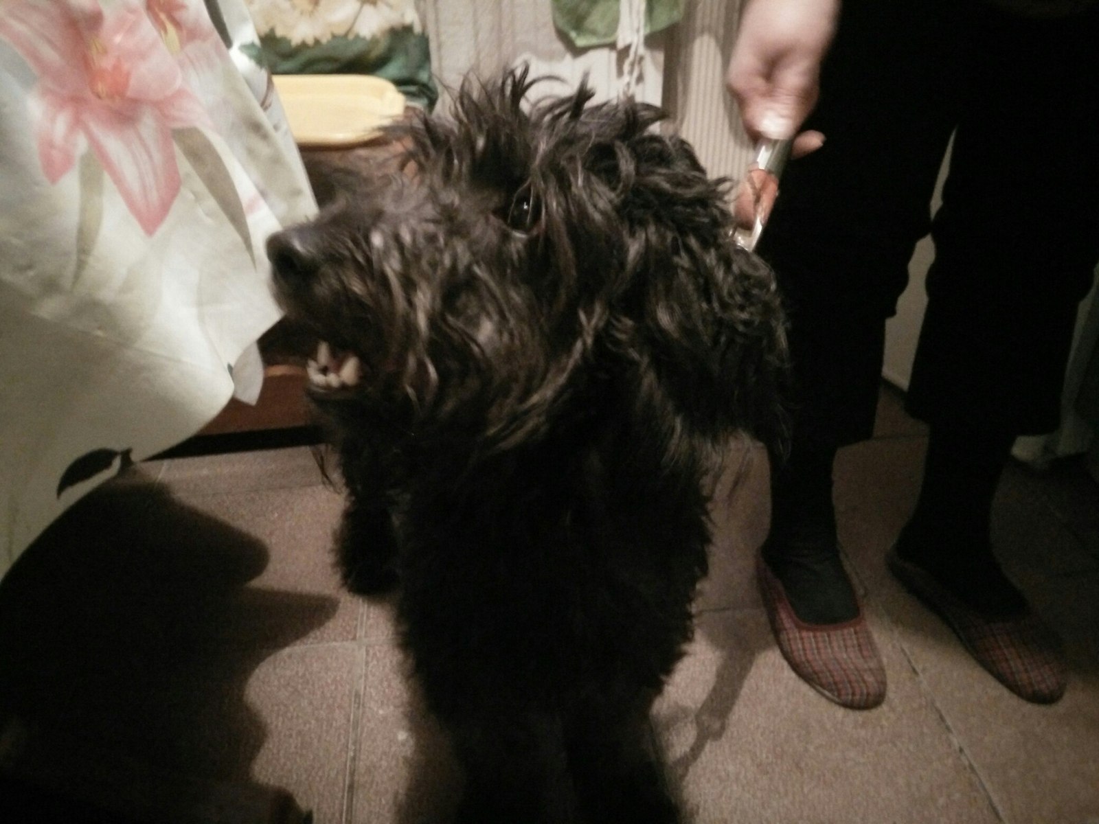 Found a dog! - Dog, Saint Petersburg, Help