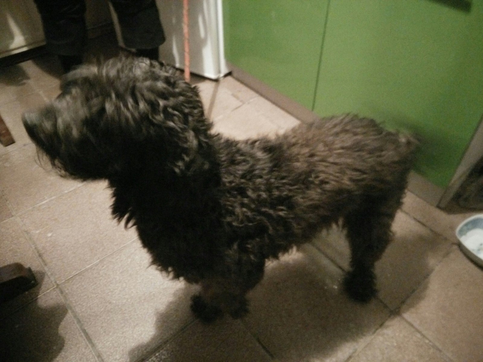 Found a dog! - Dog, Saint Petersburg, Help