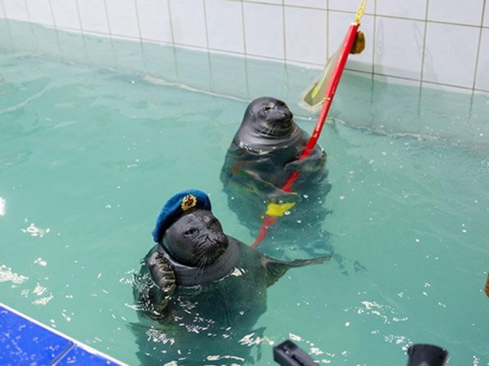 Морские котики | Пикабу