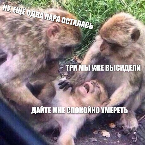 Студенческая депрессия.. - Смех, Моё, Универ, Школа, Любовь