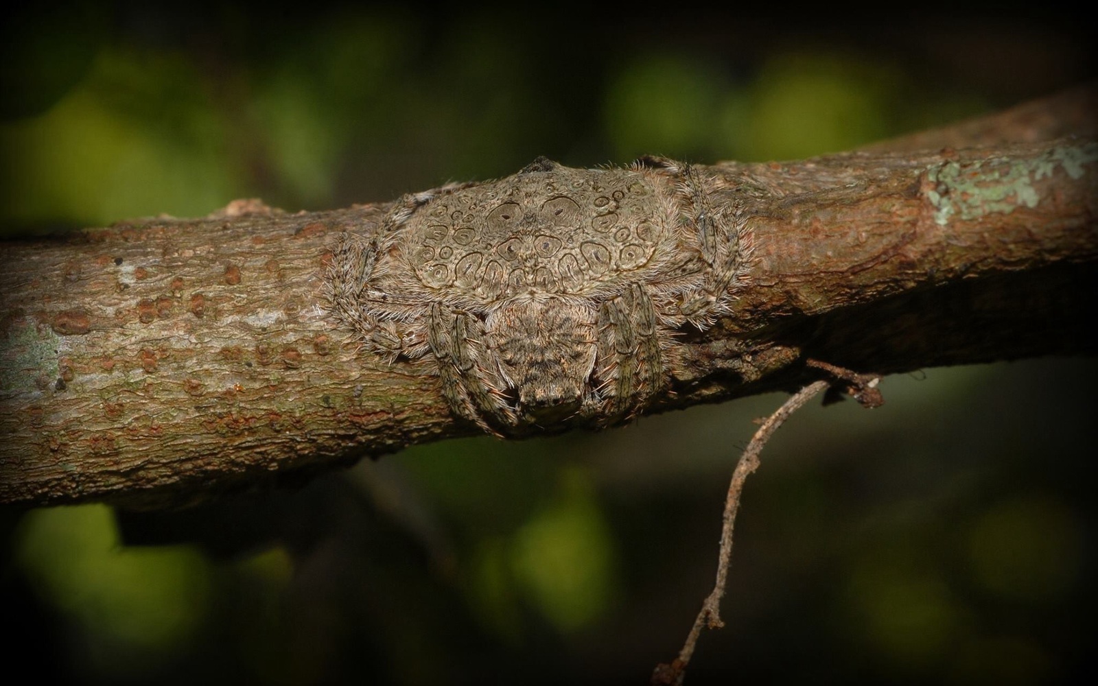 Master of Disguise! Spider - Dolophenes pilosa - Spider, Arachnophobia, Disguise