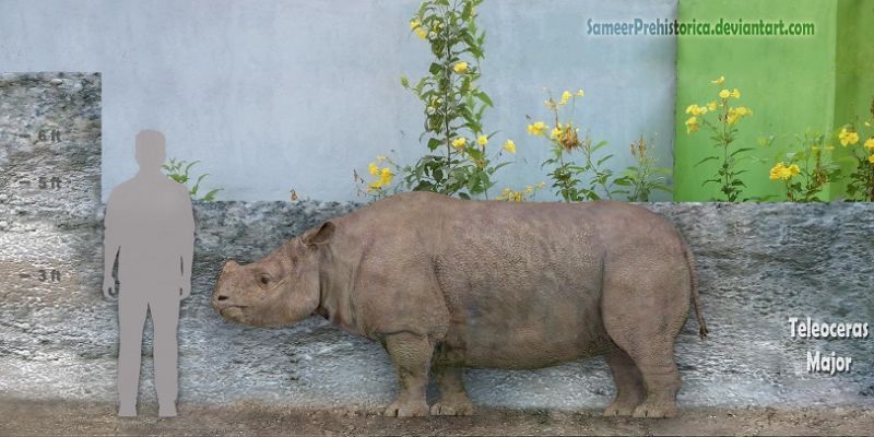 Teleoceras - Prehistoric animals, Paleontology, Chordates, Mammalia, Ungulata, Altungulata, Perissodactyla, TapiromРѕrpha