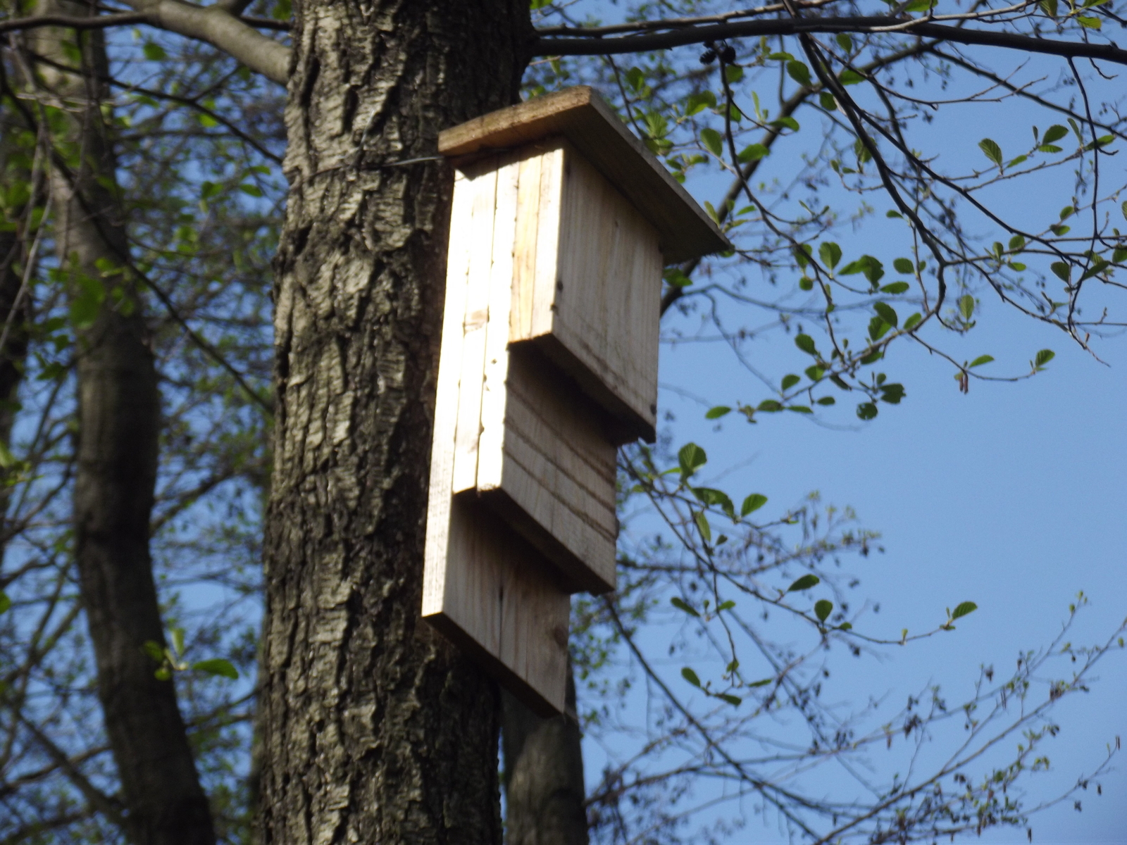 Birdhouse for Batman - My, Birdhouse, Forest, Batman, Trolling, Longpost