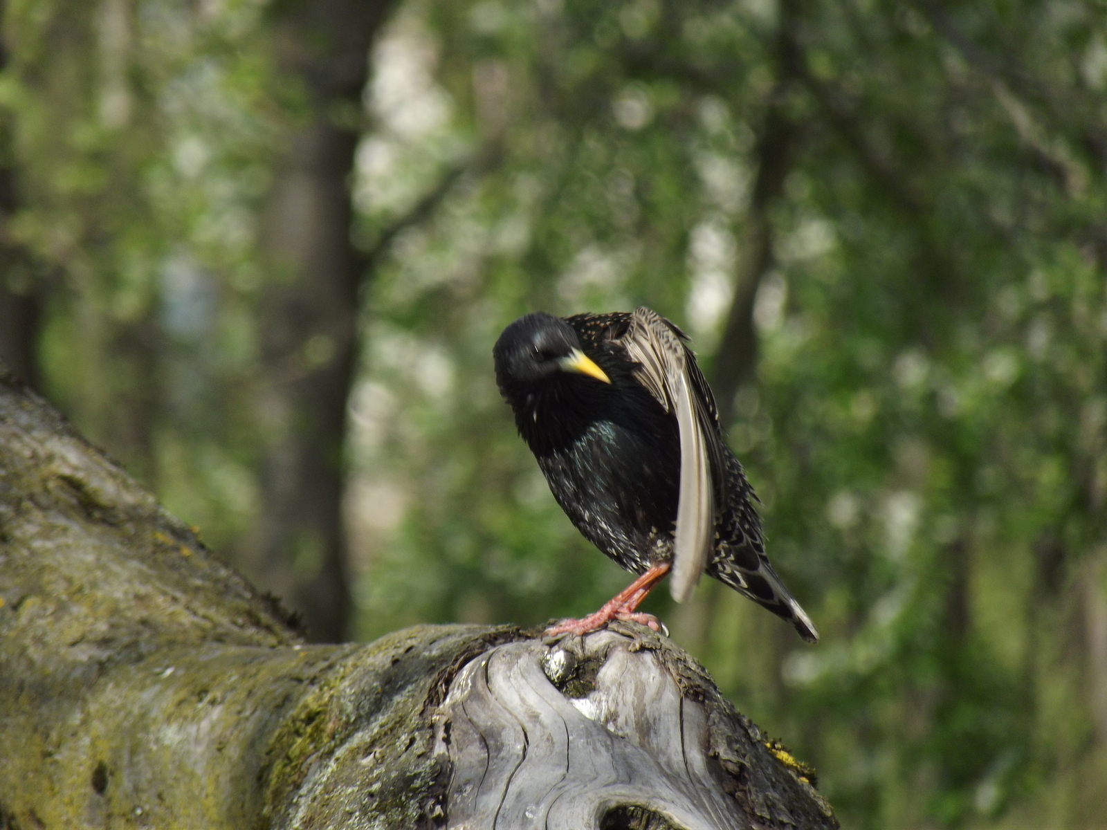 Birdhouse for Batman - My, Birdhouse, Forest, Batman, Trolling, Longpost