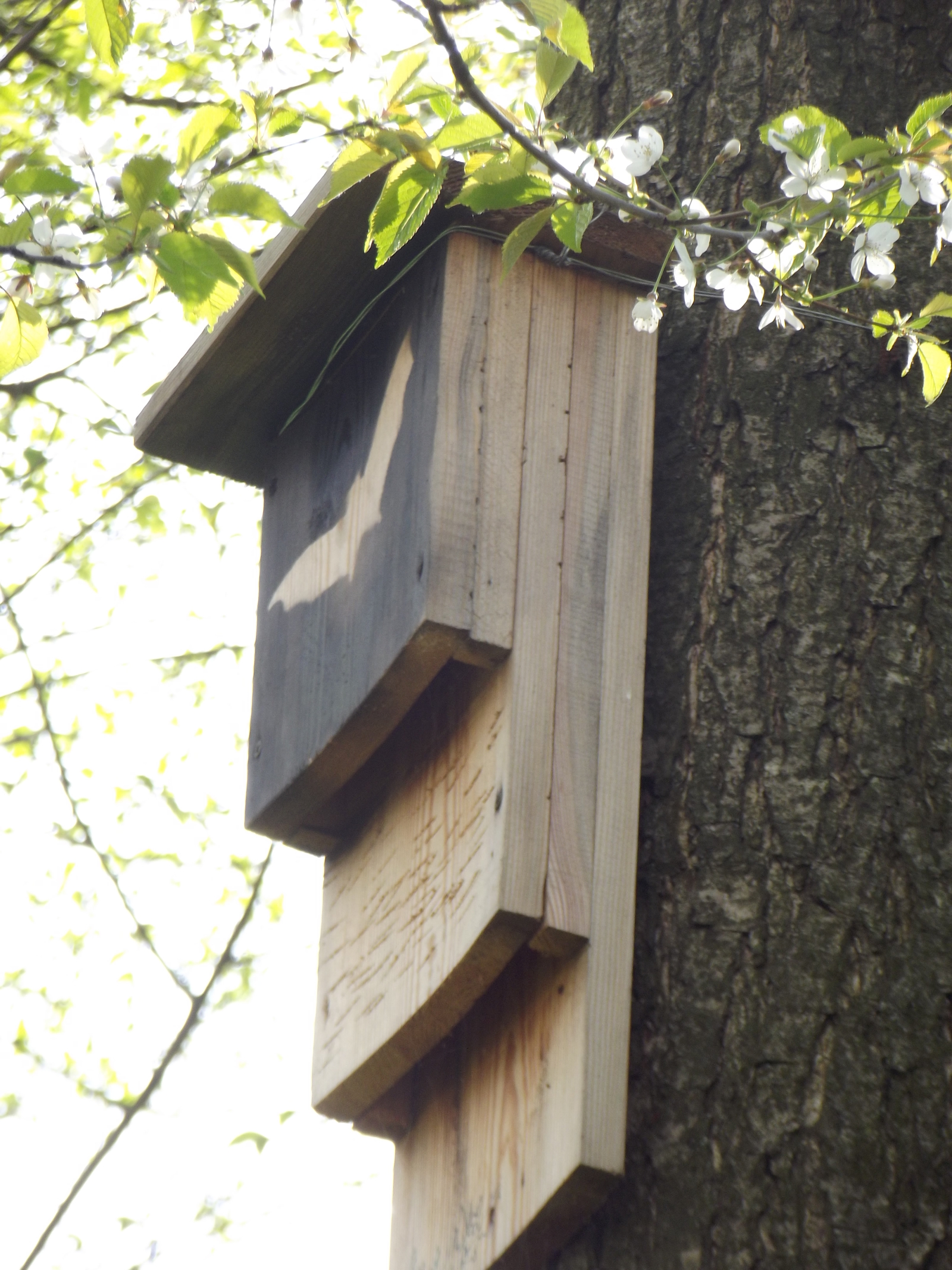 Birdhouse for Batman - My, Birdhouse, Forest, Batman, Trolling, Longpost