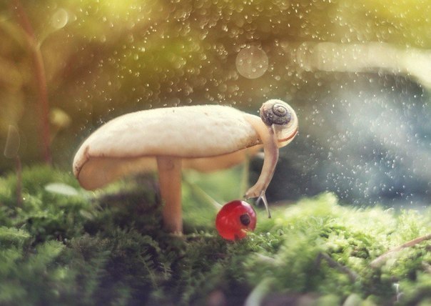 Find. - Snail, Russia, Photo, Mushrooms